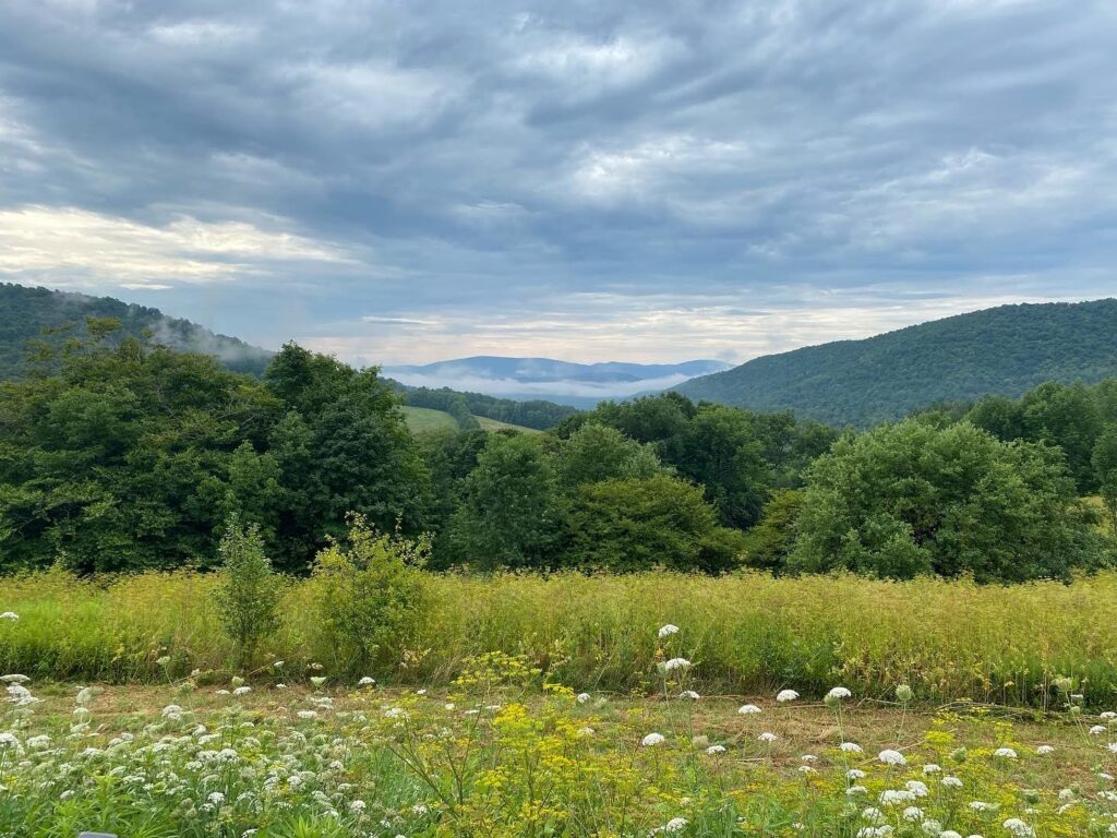 A view of rolling mountains in the Western Catskills, partially covered in fog, with a meadow and flowers