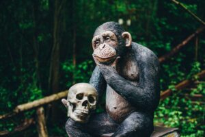 Monkey sitting contemplatively with a human skull on lap